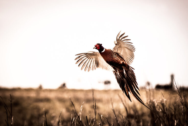Pheasant Flushing Bird Hunt